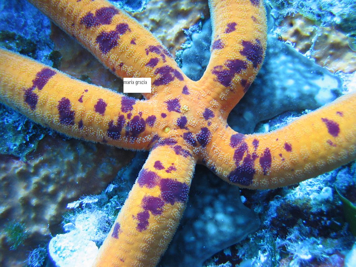 Varietà di colore in Ophidiaster ophidianus
